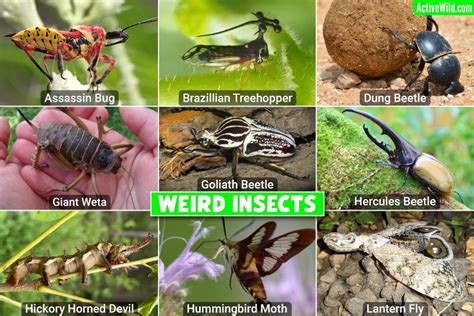 Bizarre Bugs Checklist With Footage & Information, The World’s Weirdest ...