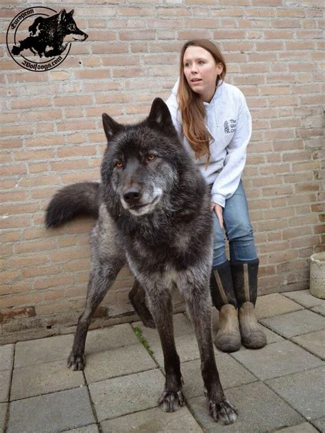 Beautiful, Wolf hybrid dogs and Wolf dogs on Pinterest