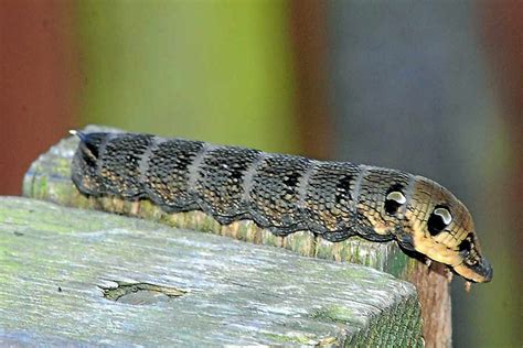 Surprise as giant caterpillar found in garden Telford | Shropshire Star