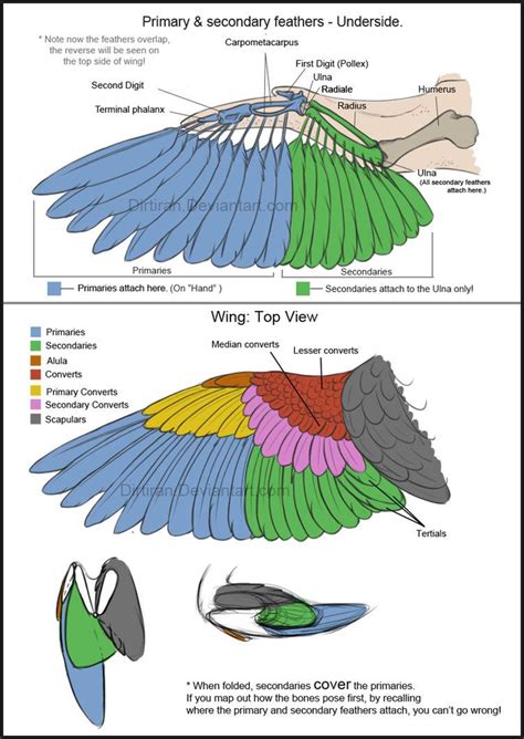 Pin by Henrik Thomas on anatomy | animal | Wings drawing, Wing anatomy ...