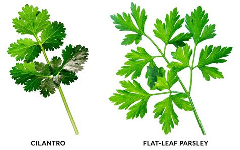 Cilantro vs. Parsley: What's the Difference? - SproutedGarden.com