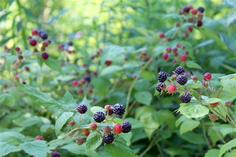 Taming Wild Black Raspberries