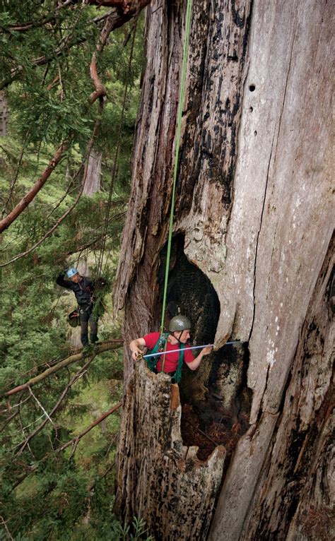 Hyperion Tree | Nature tree, Nature art, Sequoia forest