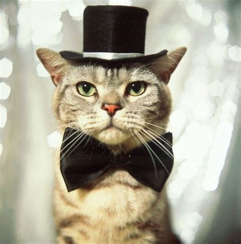 20 Adorable Pictures of Cats In Hats