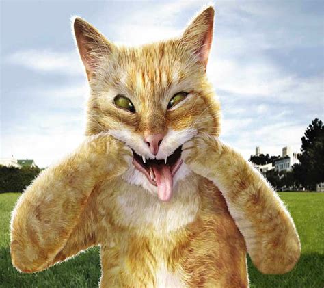 Funny Cat Wallpaper 4k Pc - Infoupdate.org