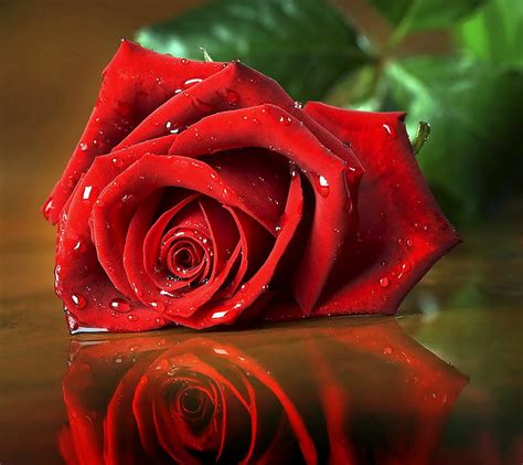 Red Rose, love, HD wallpaper | Peakpx