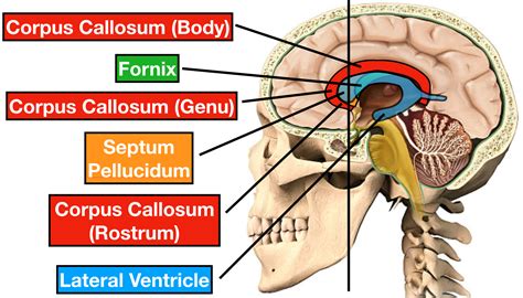 Ventricle Anatomy