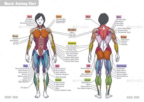 Chest Muscles Anatomy Woman