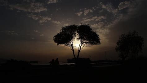 Silhouette of a Tree at Sunset 1626683 Stock Video at Vecteezy