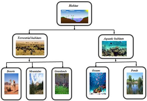 Terrestrial Habitat Grassland