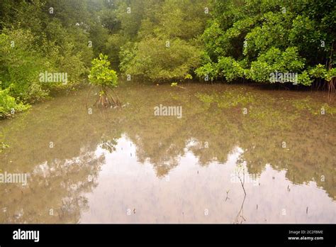 dr salim ali bird sanctuary Stock Photo - Alamy