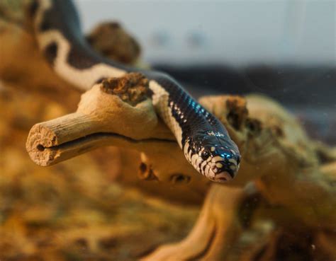 Photoblog: Titanoboa: Monster Snake Exhibit – The Academy of Natural ...