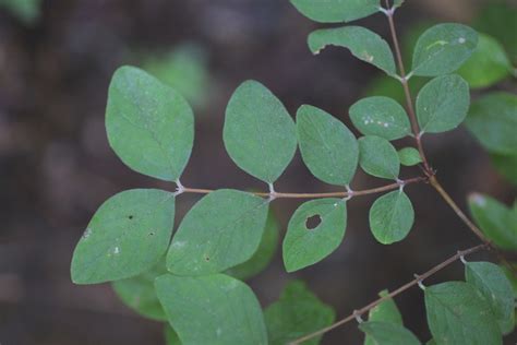 Symphoricarpos orbiculatus (red snowberry): Go Botany