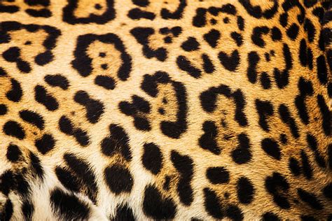 Leopard Textured Stock Photos, Pictures & Royalty-Free Images - iStock