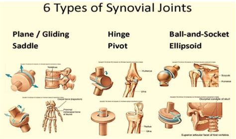 Ball and Socket Joint Examples - KieranqoPotter