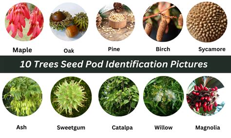 Tree seed pod identification guide | by Dr Ahsanur Rahman, PHD | Medium