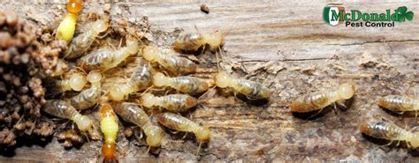 What is the Most Effective Form of Subterranean Termite Treatment?