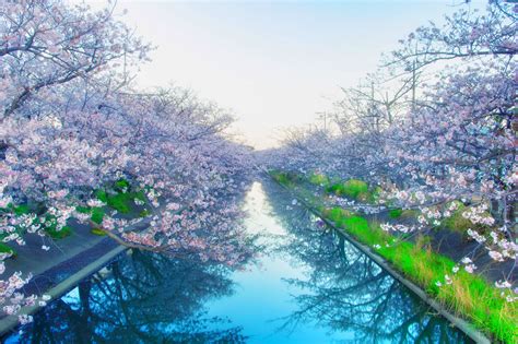 Cherry Blossom tree near body of water #japan #cherry yoshino cherry ...