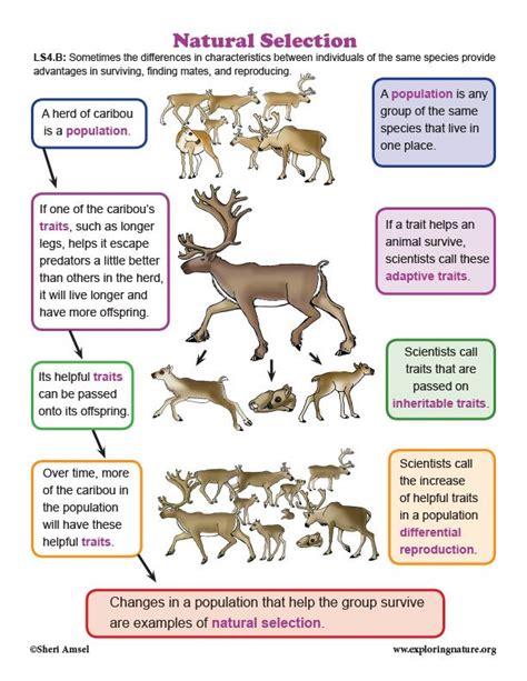 Learn about Animals and Natural Selection on Exploringnature.org ...