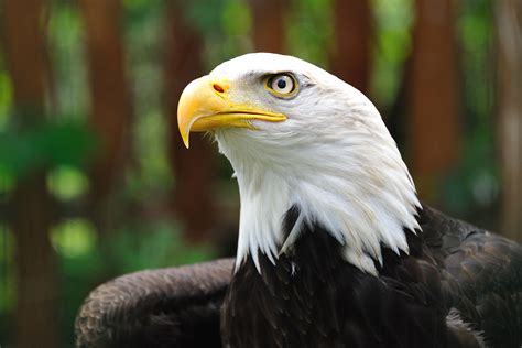 Free Images : wing, wildlife, beak, fauna, bird of prey, bald eagle ...