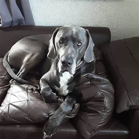 Meet the interesting Weimaraner mixes of the canine world - K9 Web