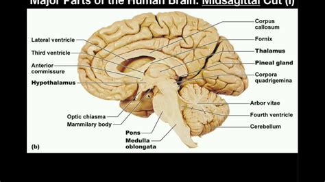 Brain Midsagittal View