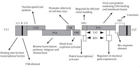 Structure, genome and proteins of HIV - Online Biology Notes