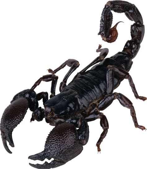 a black scorpion on a white background