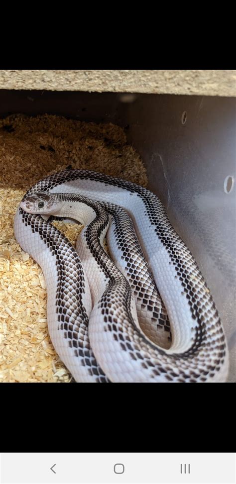 Proven Whiteside Western Rat Snake by TRL reptiles - MorphMarket