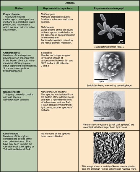 Domain Archaea Characteristics