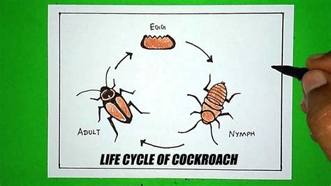 How to draw Life cycle of Cockroach | Cockroach Diagram - YouTube