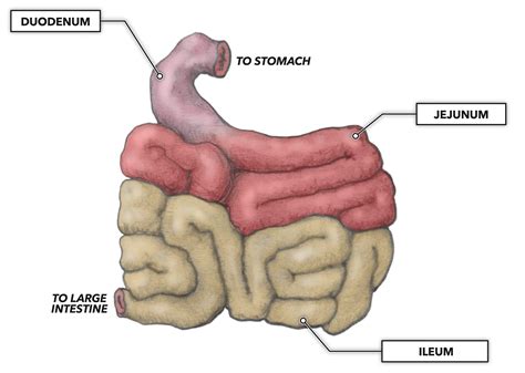 Small Intestine Sections | Hot Sex Picture