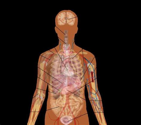 the illustration human abdominal organs anatomical Location Of Human ...