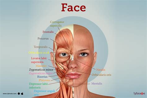 Basic Anatomy Of The Face – NBKomputer