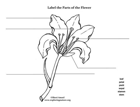 Labeling Flower Parts Worksheets