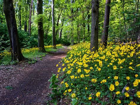 Forest Flowers HD desktop wallpaper : Widescreen : High Definition ...