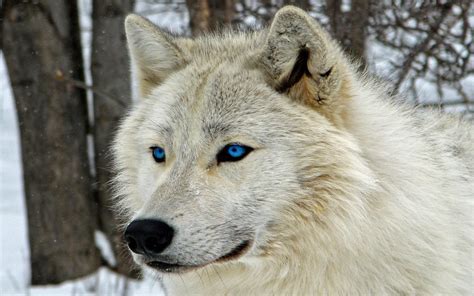 White Wolf with Blue Eyes Wallpapers - 4k, HD White Wolf with Blue Eyes ...