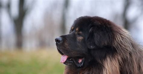 Tibetan Mastiff - A-Z Animals