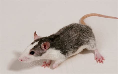 Pet Rat Free Photo Download | FreeImages