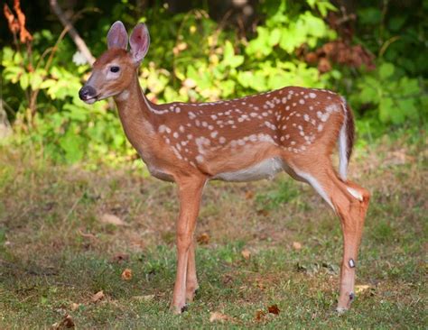 Young female deer — Stock Photo © pixelmania #3936414