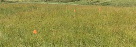 Figure A.6. Mixed sedge wetland vegetation group within a seep wetland ...