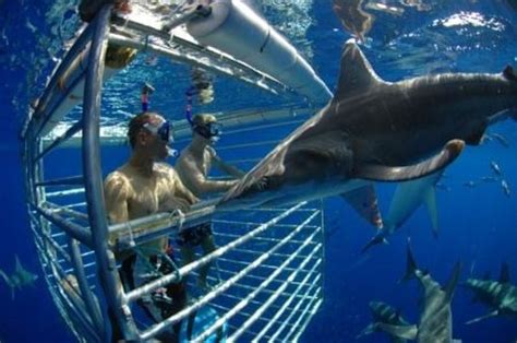 A great mother/child tour!! - Review of Hawaii Shark Encounters ...