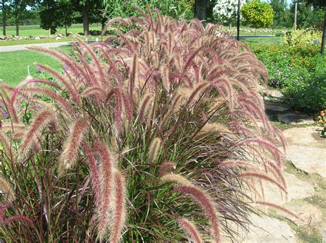 How to Grow: Ornamental Grasses | Ornamental grass landscape ...