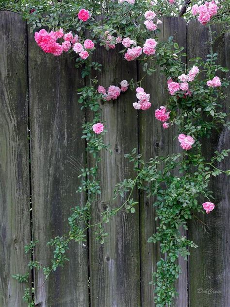 Rose Photograph - Rose Fence by Deborah Crew-Johnson | Rose fence ...