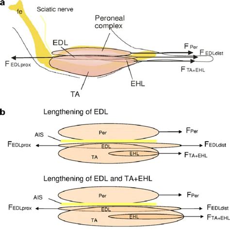 TA + EHL active and passive forces as a function of EDL +TA + EHL ...