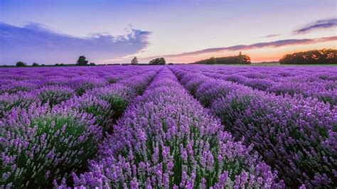 It's Lavender Blooming Season in Provence! | Sixty and Me