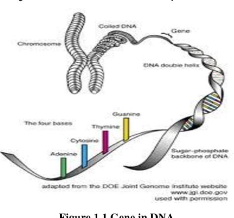 Figure 1.1 from Design of 2D Genome Visualization Tool for DNA Sequence ...