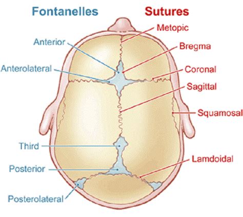 Pin by PeKaa on Medical | Nicu nurse education, Neonatal nurse ...