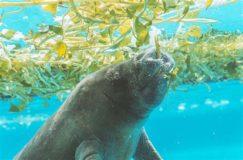 FWC & USFWS respond—Florida manatee facing crisis will get extra help