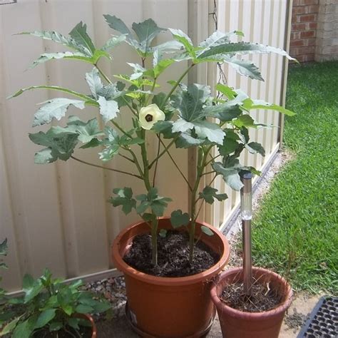 Growing Okra In Pots | How To Grow Okra In Containers | Balcony Garden Web